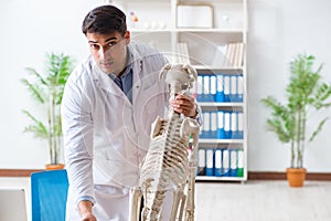 The doctor vet practicing on dog skeleton