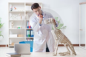 The doctor vet practicing on dog skeleton