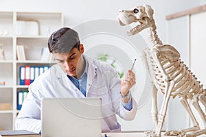 The doctor vet practicing on dog skeleton