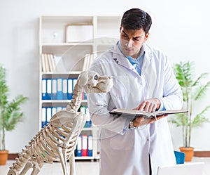 Doctor vet practicing on dog skeleton