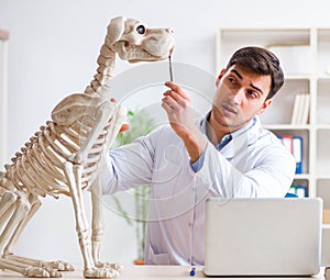 Doctor vet practicing on dog skeleton