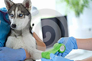 Doctor veterinarian bandaging dog broken paw in clinic