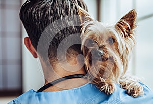 Doctor veterinarian at clinic