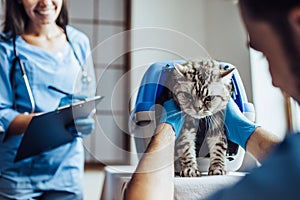 Doctor veterinarian at clinic