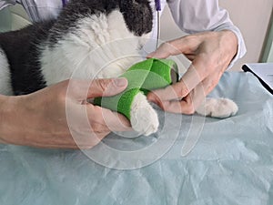 Doctor veterinarian is examining cute grey cat at vet clinic