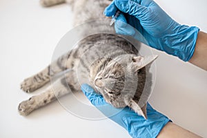 Doctor veterinarian giving injection insulin to a cat at the veterinary clinic. Veterinary medicine concept.