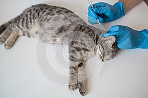Doctor veterinarian giving injection insulin to a cat at the veterinary clinic. Veterinary medicine concept.