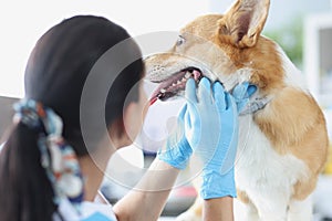 Doctor veterinarian in gloves conducting medical examination of dog teeth