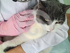 Doctor veterinarian holds cute white cat in arms in veterinary clinic