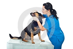 Doctor veterinary examine teeth dog photo