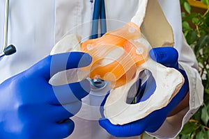 Doctor in white coat and gloves holding anatomical model of human pelvis with pelvic bones, femur and points his index finger on