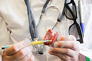 Doctor in white lab coat points on parathyroid glands in anatomic model of thyroid gland. Concept photo for training in anatomy a