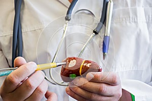 Doctor in white medical lab coat points ballpoint pen on anatomical model of human or mammal liver. Concept photo for use for stud