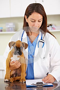 Doctor, writing or dog at veterinary clinic for animal healthcare checkup inspection or prescription. Veterinarian