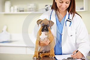 Doctor, writing or sick puppy at veterinary clinic for animal healthcare checkup inspection or prescription