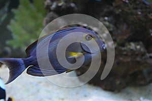 Doctorfish (Acanthurus chirurgus