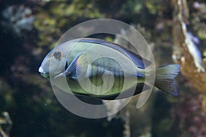 Doctorfish (Acanthurus chirurgus)