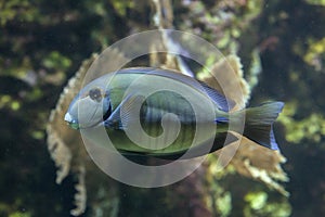 Doctorfish Acanthurus chirurgus