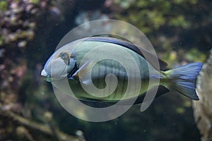 Doctorfish Acanthurus chirurgus