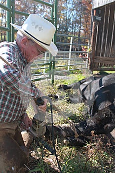 Doctoring the Bulls Hoof