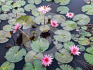 documenting beautiful lotus flowers growing abundantly in a fish pond