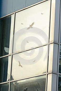 Documenting flying bird forms amidst urban environmental structures