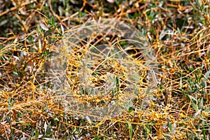 Dodder Genus Cuscuta is The parasite wraps