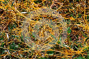 Dodder Genus Cuscuta is The parasite wraps