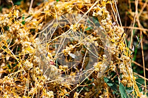 Dodder Genus Cuscuta is The parasite wraps