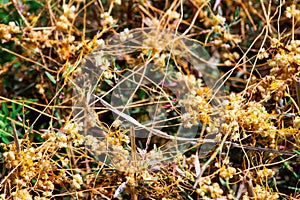 Dodder Genus Cuscuta is The parasite wraps