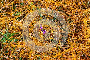 Dodder Genus Cuscuta is The parasite wraps