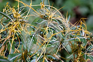 Dodder Genus Cuscuta is parasitic plants