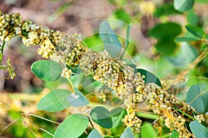 Dodder Genus Cuscuta is parasitic plants