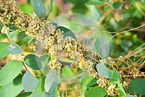 Dodder Genus Cuscuta is parasitic plants