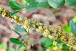 Dodder Genus Cuscuta is parasitic plants