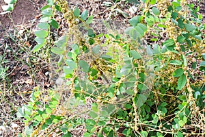 Dodder Genus Cuscuta is parasitic plants photo