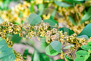 Dodder Genus Cuscuta is parasitic plants