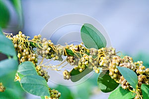 Dodder Genus Cuscuta is parasitic plants