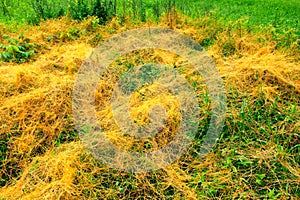 Dodder in Illinois Prairie