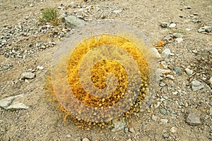 Dodder Parasite On Wildflowers