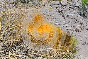 Dodder vine overtakes a Brittlebush plant