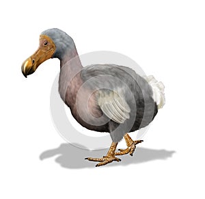 Dodo