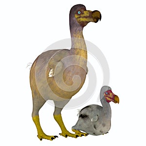 Dodo Bird Female with Young