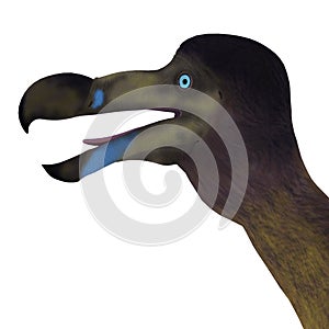 Dodo Bird Head