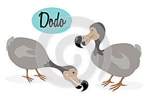 Dodo bird illustration