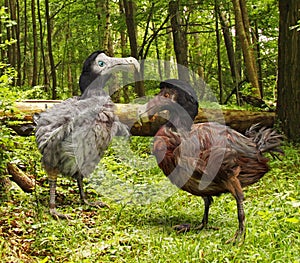 Dodo Birds In Forest photo