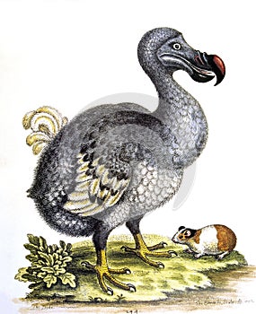 DODO raphus cucullatus