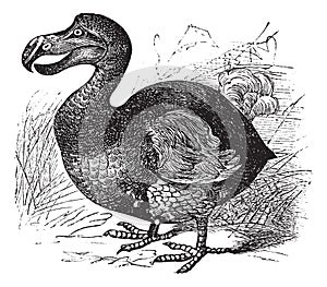 Dodo or Raphus cucullatus, vintage engraving