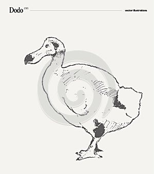 Dodo realistic vector illustration, sketch