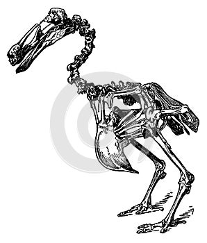 Dodo skeleton I Antique Bird Illustrations